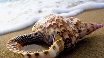 seashell-wallpaper